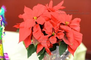 OHA Holiday Splendor 44.jpg